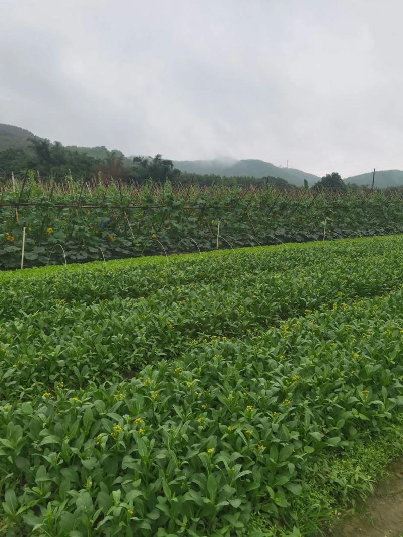 绿色菜园:无公害蔬菜的种植与市场